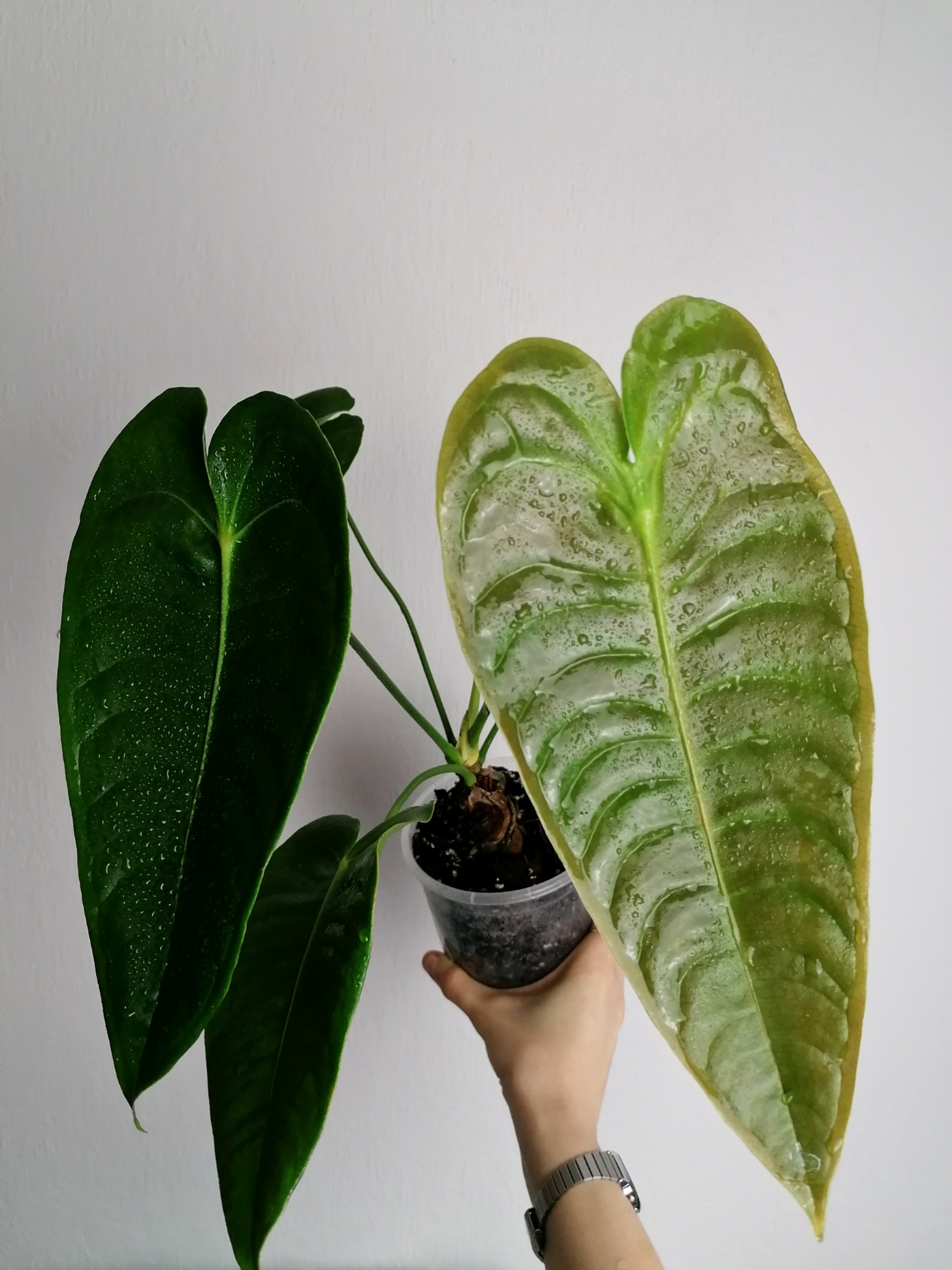 Anthurium Veitchii Type