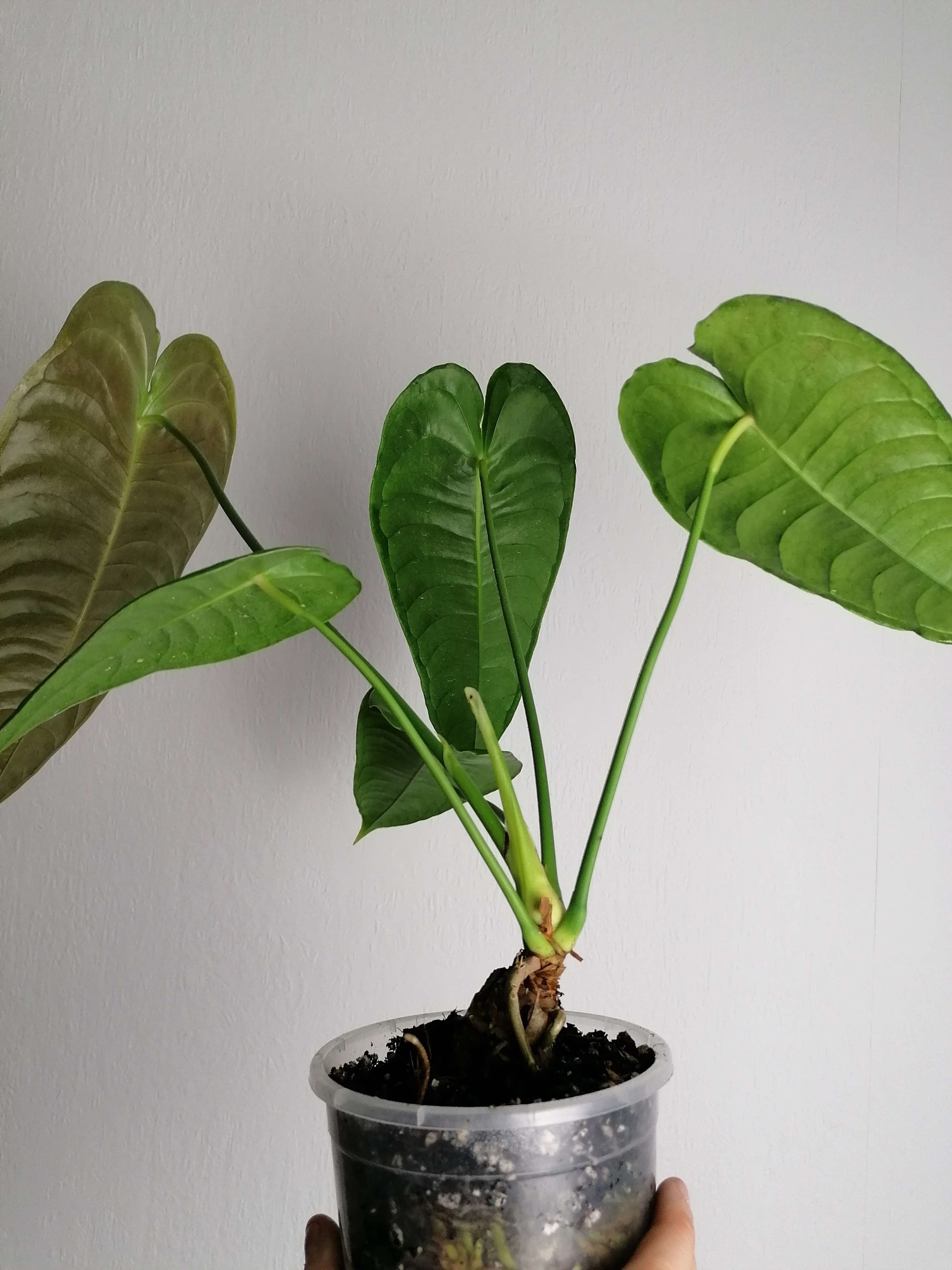 Anthurium Veitchii Type